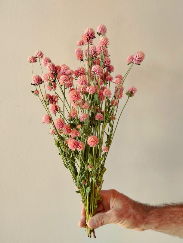 Gomphrena glombosa roses (Botte) – Image 2