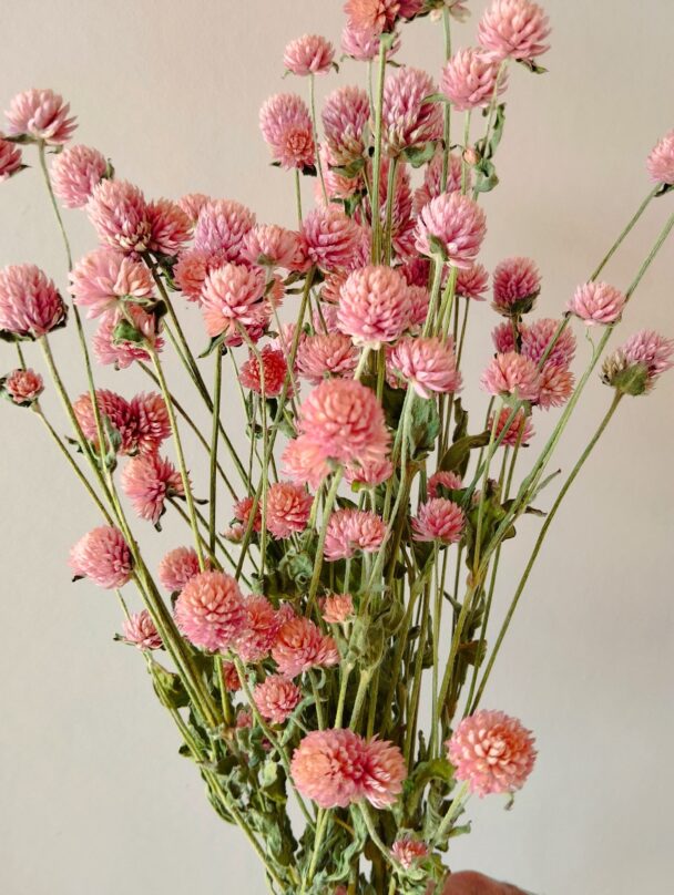 Gomphrena glombosa roses (Botte) – Image 4