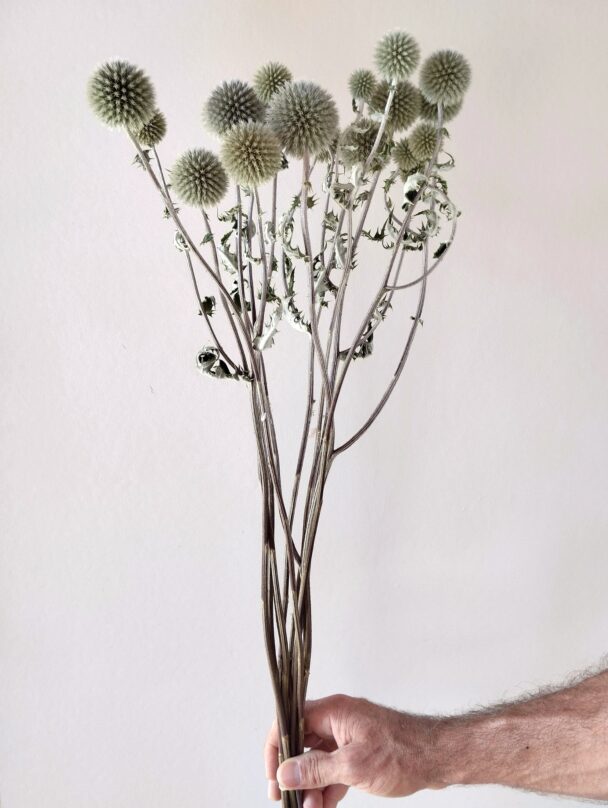 Echinops Silver (botte) – Image 3