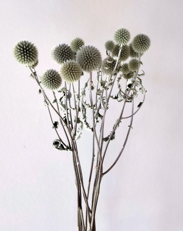 Echinops Silver (botte) – Image 2