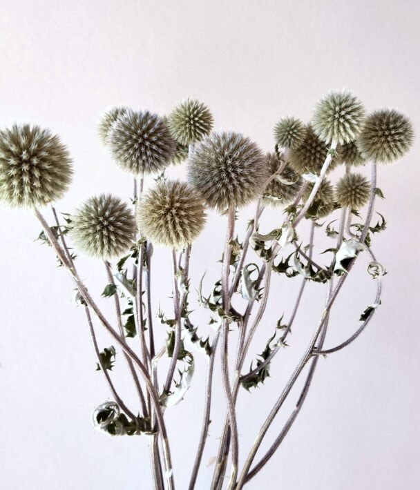 Echinops Silver (botte)