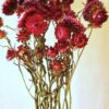 Immortelles Violet rose (botte) – Image 2
