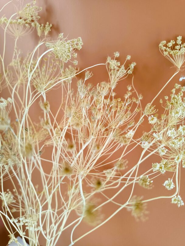 Ammi visnaga blanchi (botte XL)