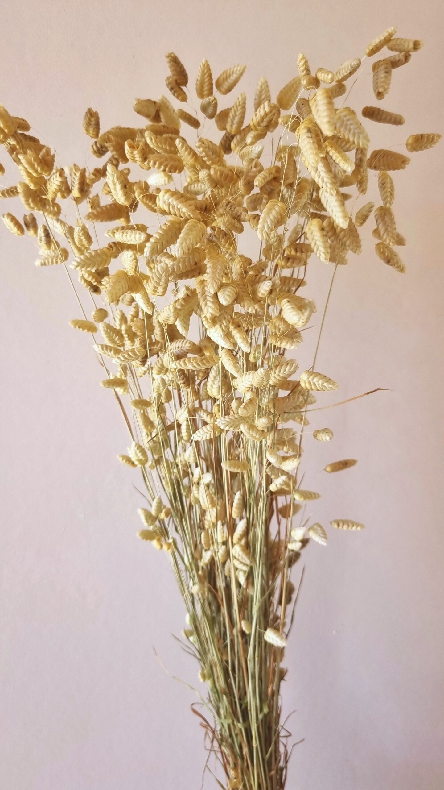 Briza maxima ou Amourettes – Image 4