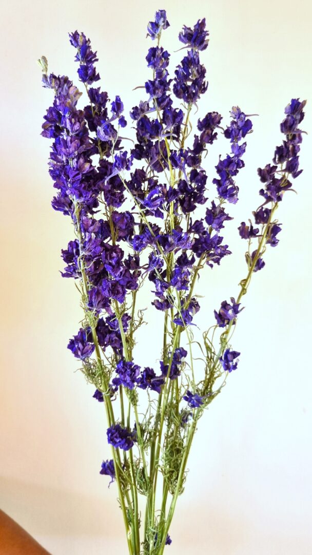 Delphiniums Deep blue – Image 2