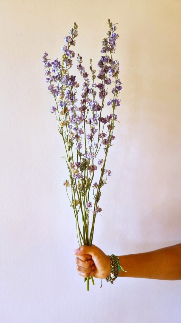 Delphiniums Light blue – Image 3