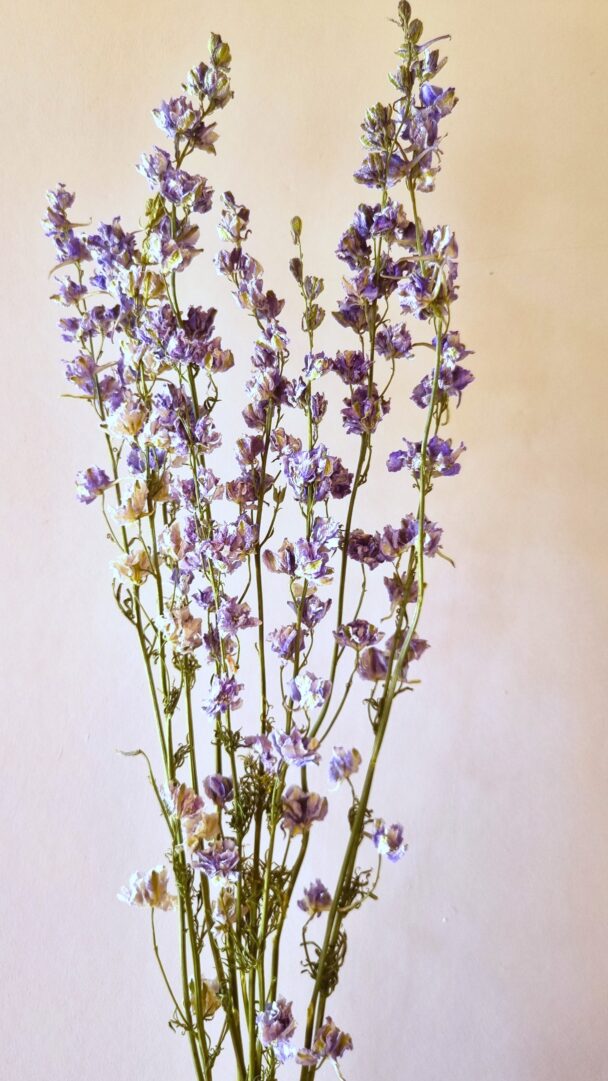 Delphiniums Light blue – Image 2