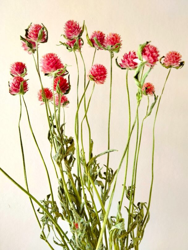 Gomphrena Haageana Qis rouges – Image 3