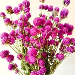 Gomphrena glombosa violets