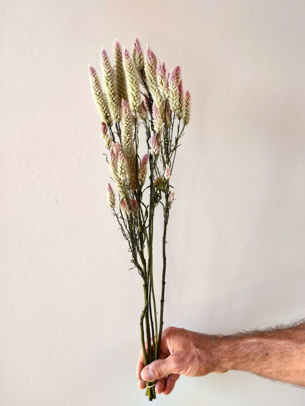 Célosie spicata Feather (botte) – Image 3