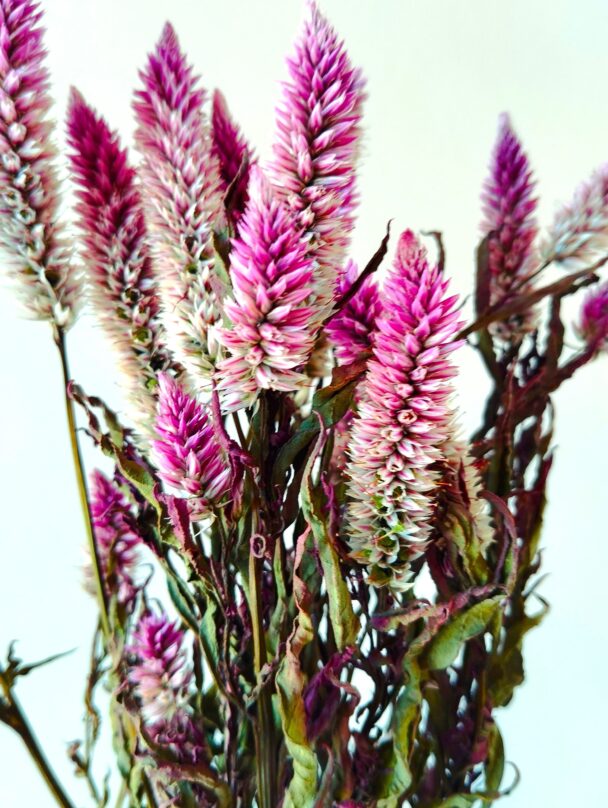 Célosie spicata Purple (botte)