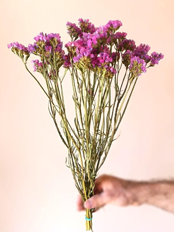 Statices roses – Image 3