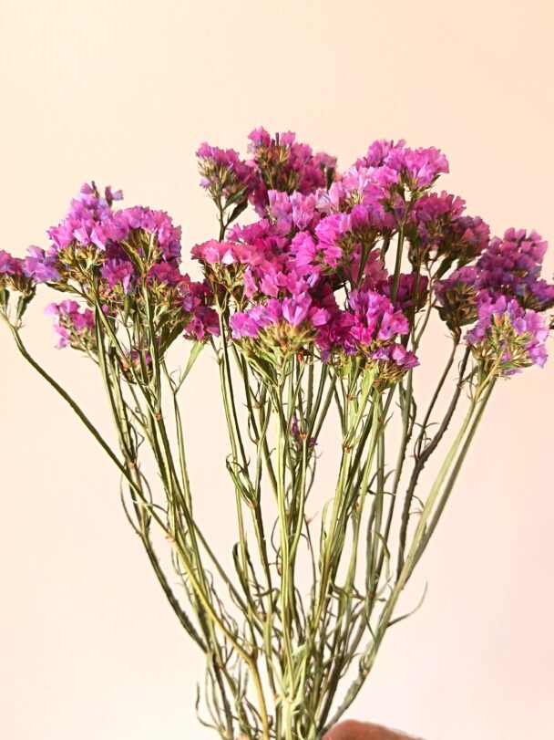 Statices roses – Image 2