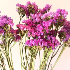 Statices roses