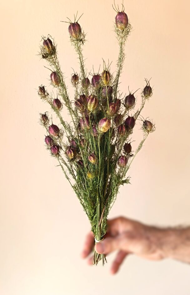 Nigelles de Damas – Image 3