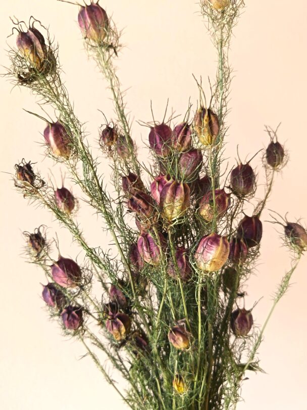 Nigelles de Damas – Image 2