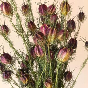 Nigelles de Damas