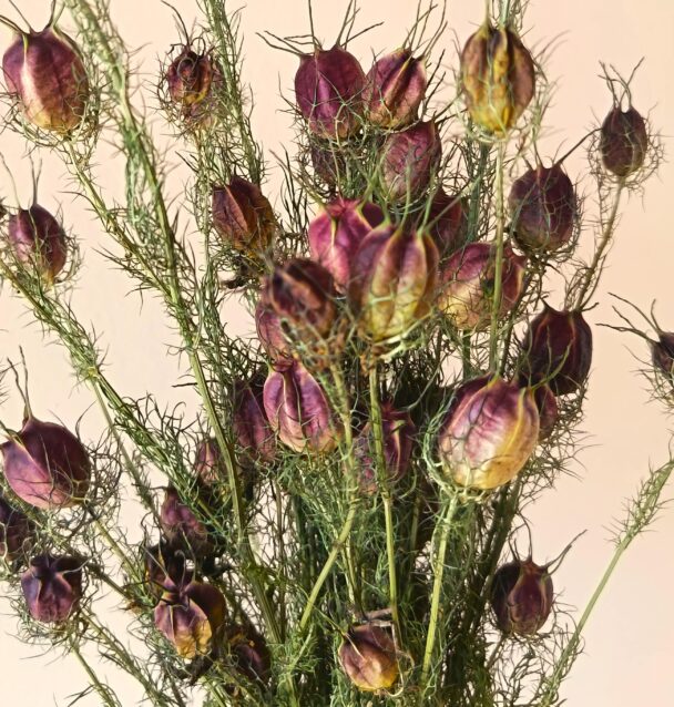 Nigelles de Damas