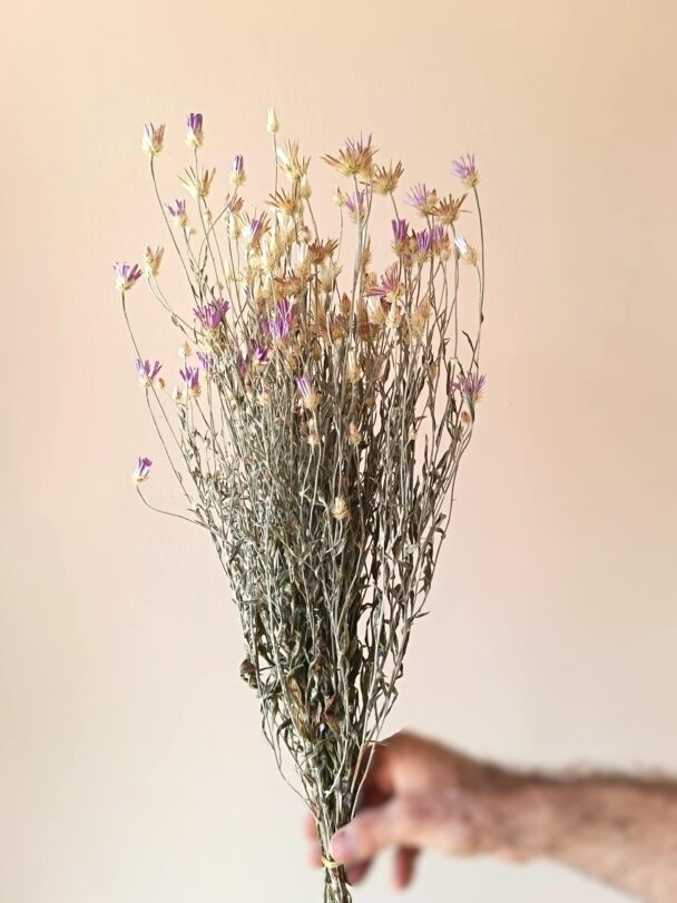 Xéranthème ou immortelle Lumina – Image 2