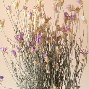 Xéranthème ou immortelle Lumina