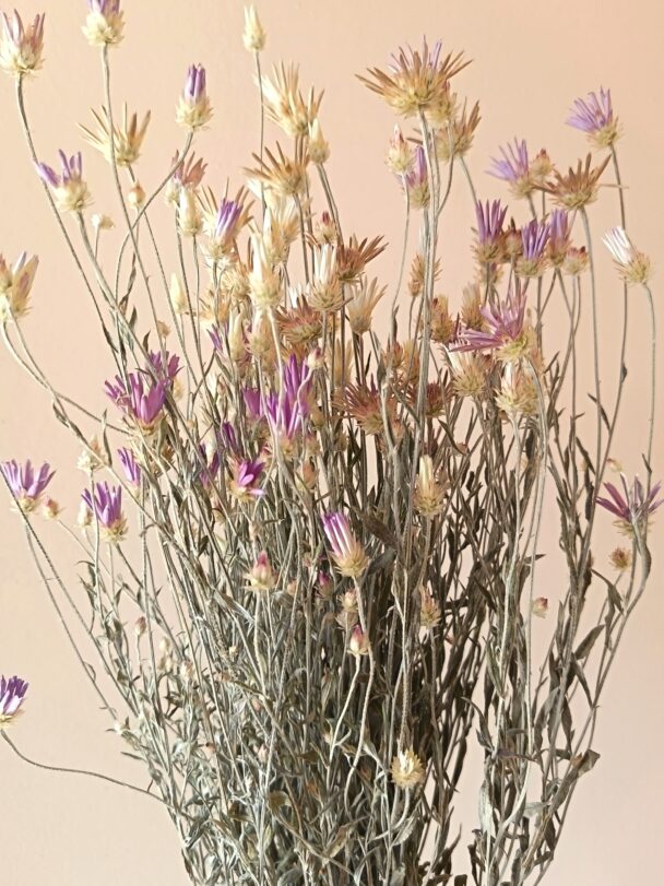 Xéranthème ou immortelle Lumina