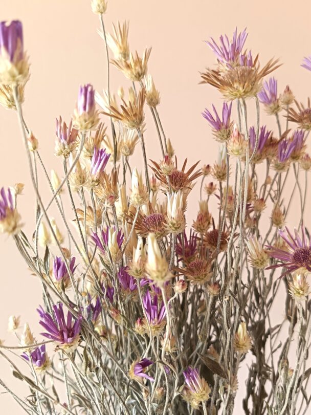Xéranthème ou immortelle Lumina – Image 3