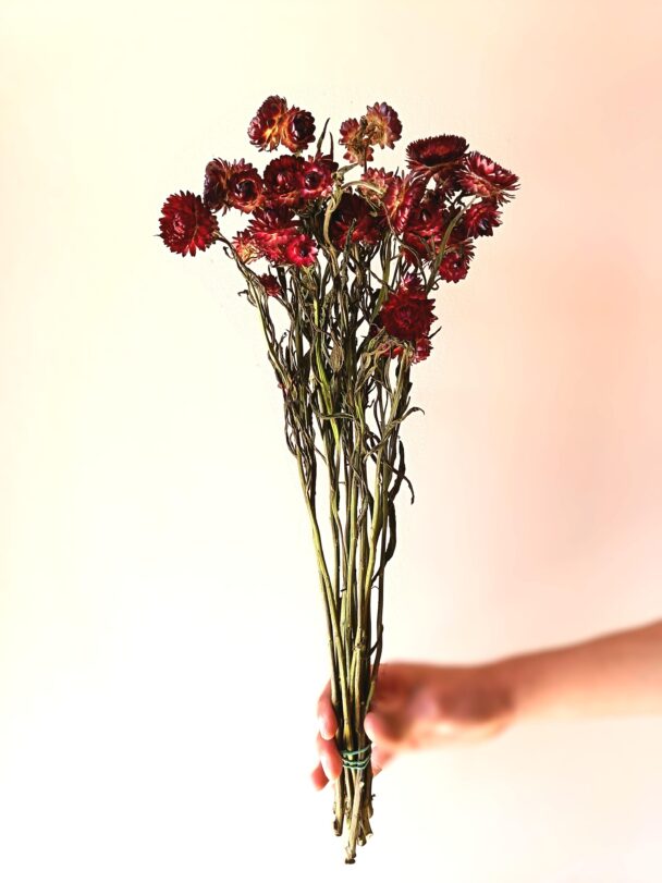 Immortelles King Red – Image 3