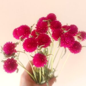 Gomphrena Haageana carmins