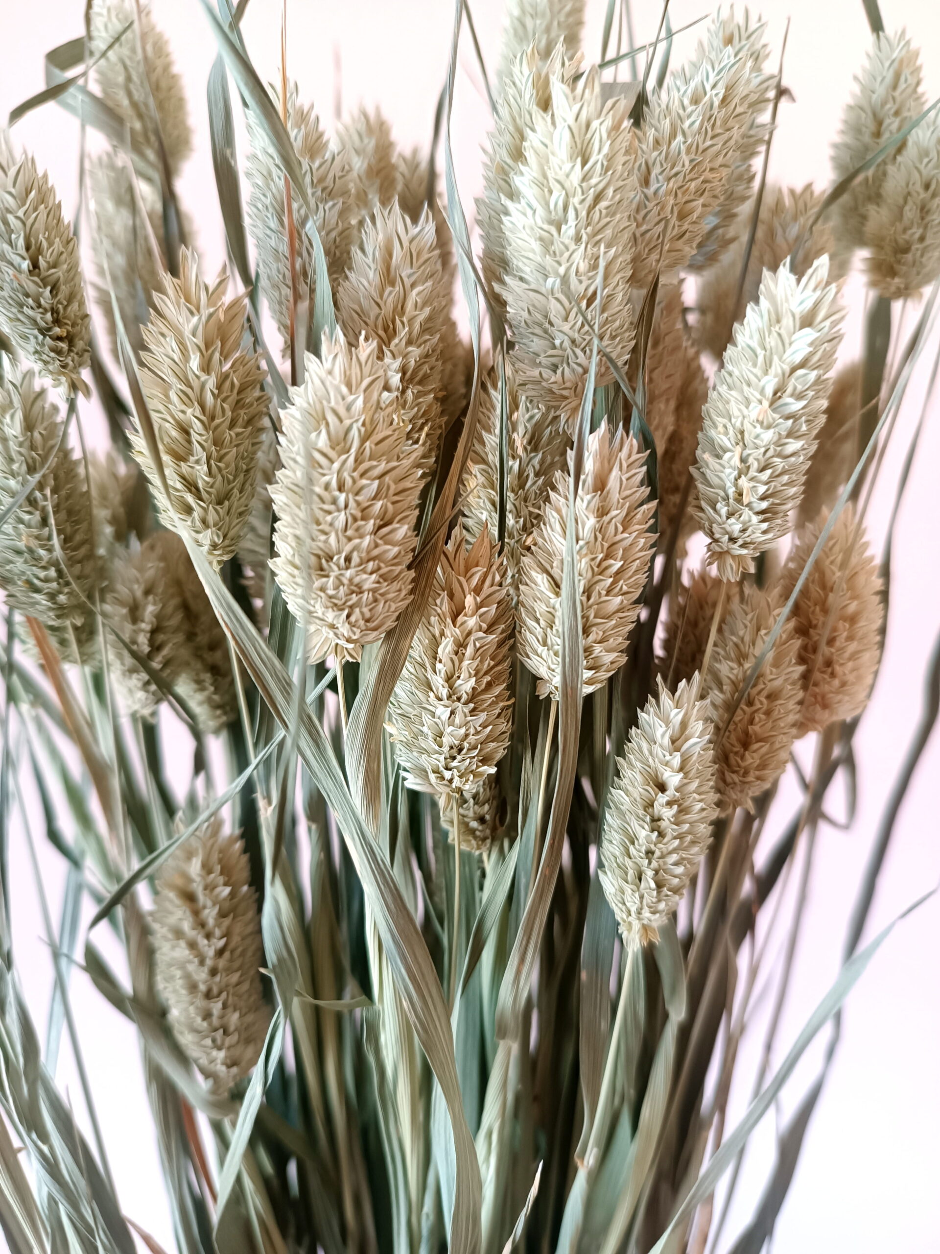 Phalaris – Image 3