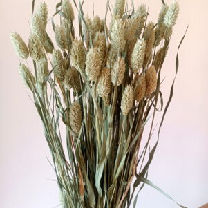 Phalaris
