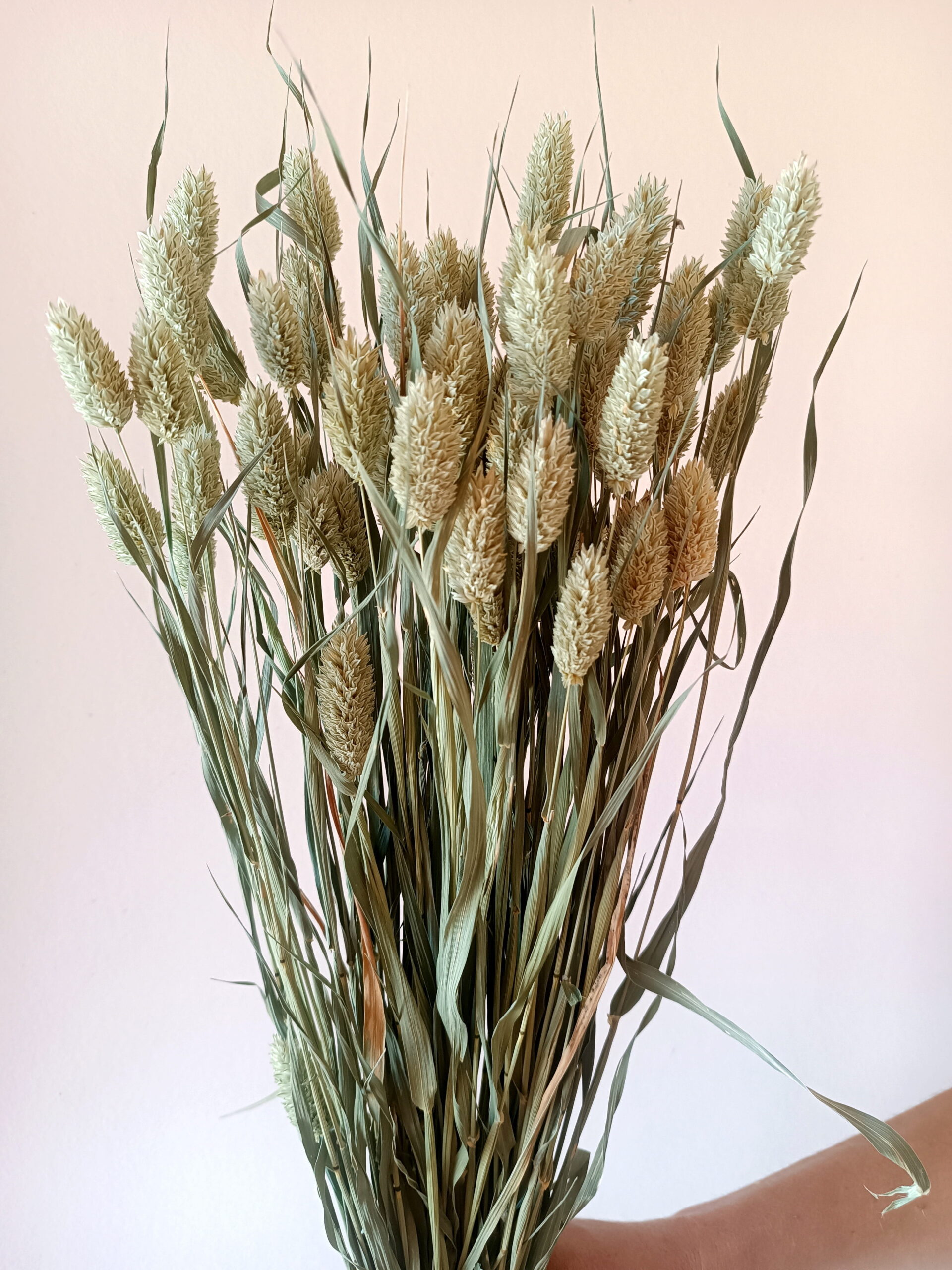 Phalaris