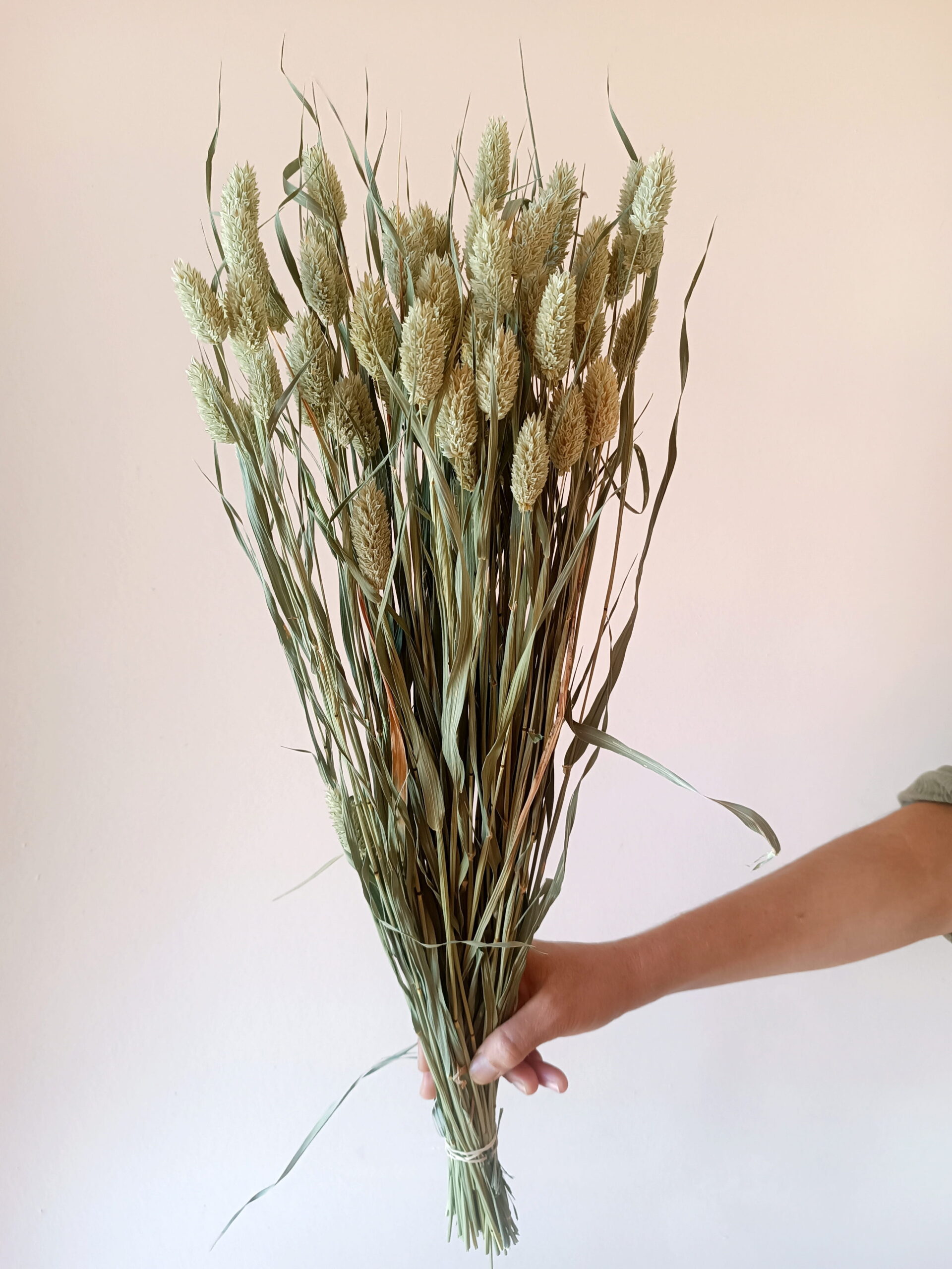Phalaris – Image 2