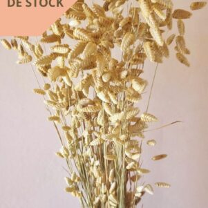 Briza maxima ou Amourettes