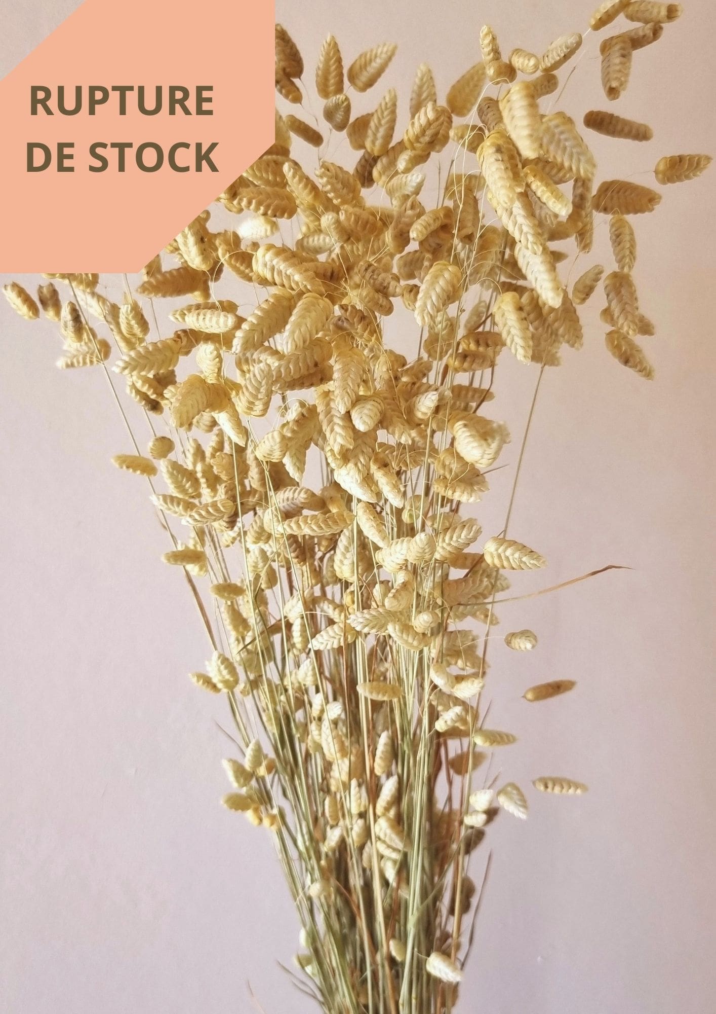 Briza maxima ou Amourettes