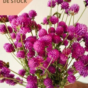 Gomphrena glombosa violets