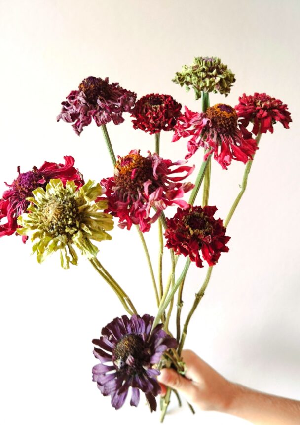 Zinnias (botte) – Image 2