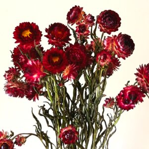 Immortelles King Red