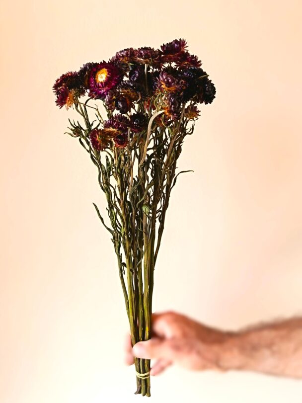 Immortelles Pourpres – Image 2