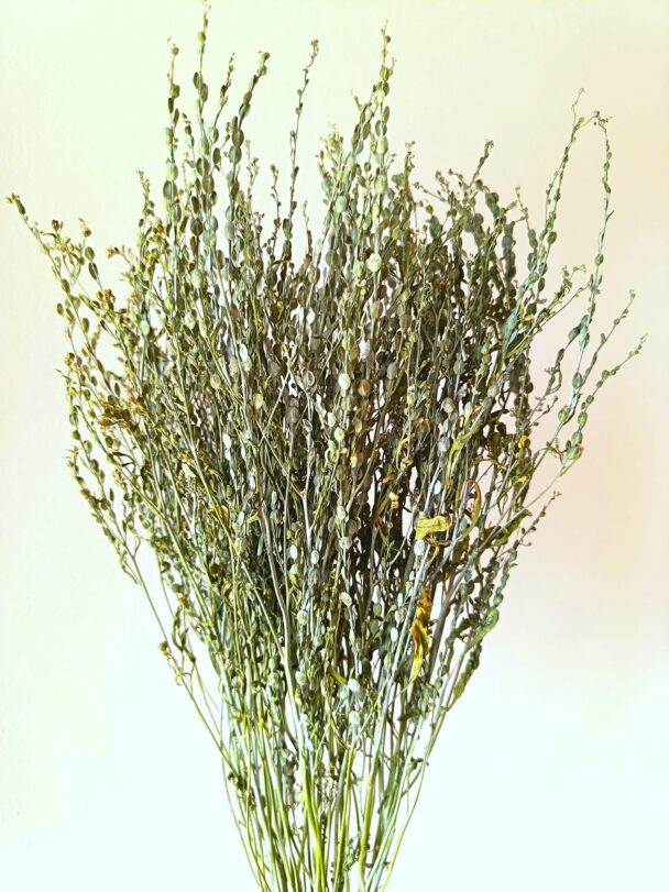Cresson – Image 2