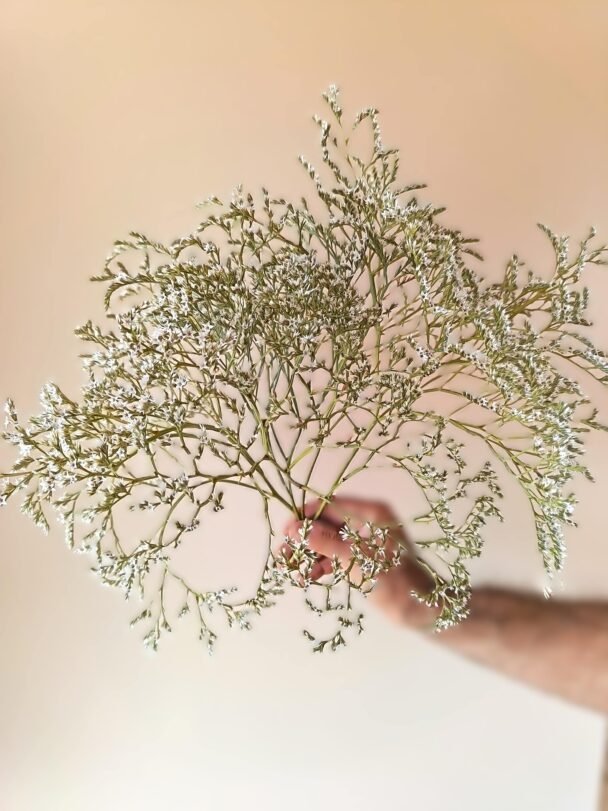 Limonium Tataricum – Image 3