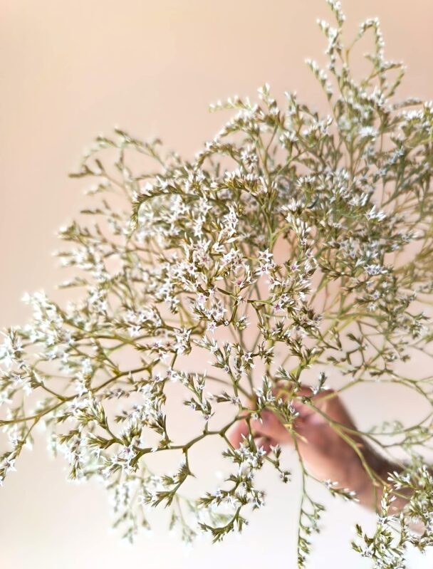 Limonium Tataricum – Image 2