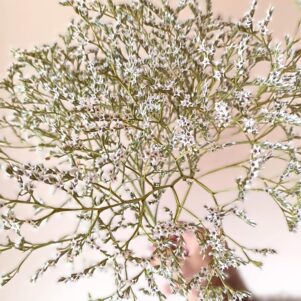Limonium Tataricum