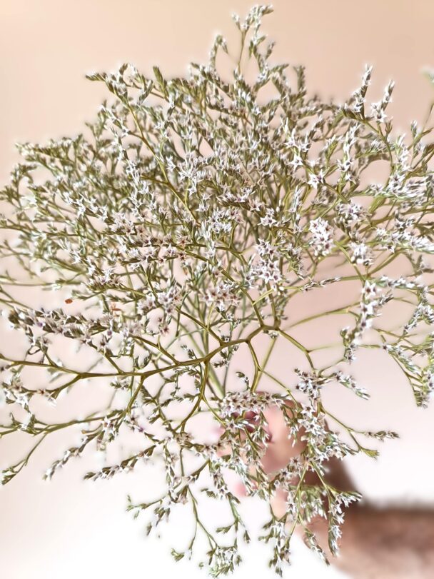 Limonium Tataricum
