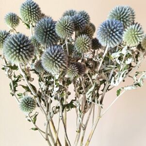 Echinops Ritro