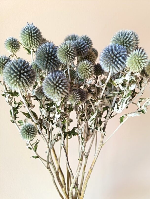 Echinops Ritro