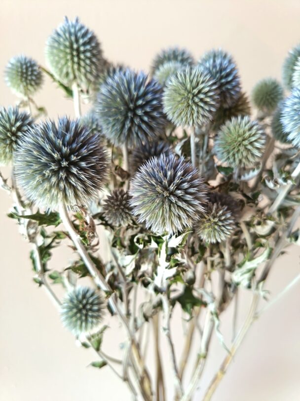 Echinops Ritro – Image 3