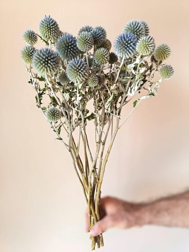 Echinops Ritro – Image 2