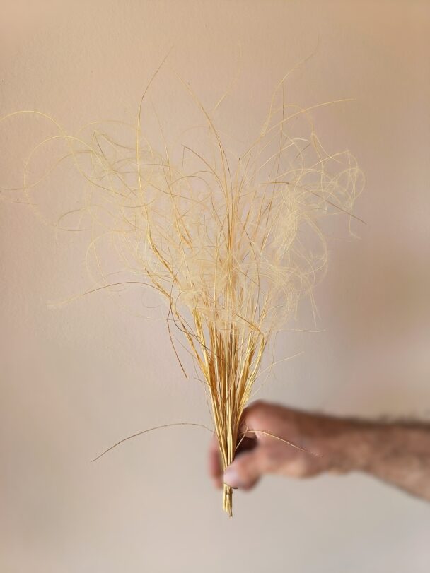 Stipa penata ou plumet – Image 2