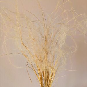 Stipa penata ou plumet