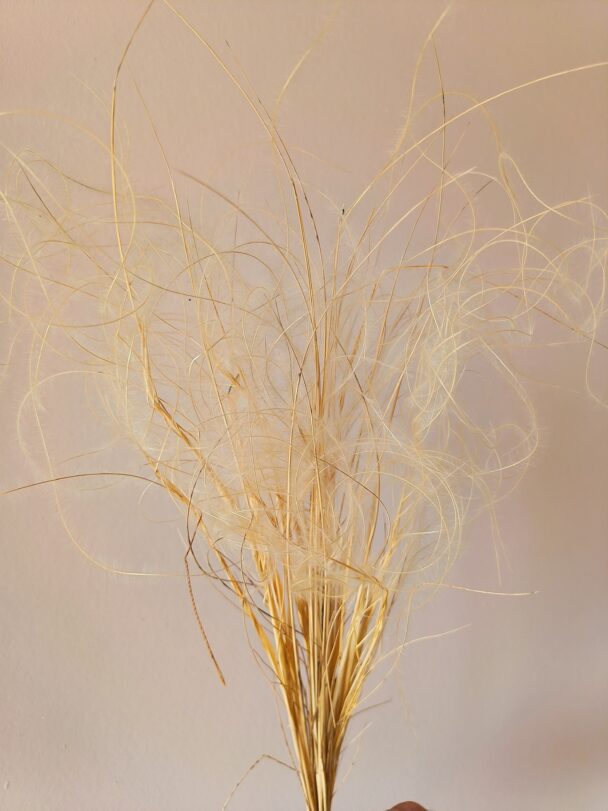 Stipa penata ou plumet